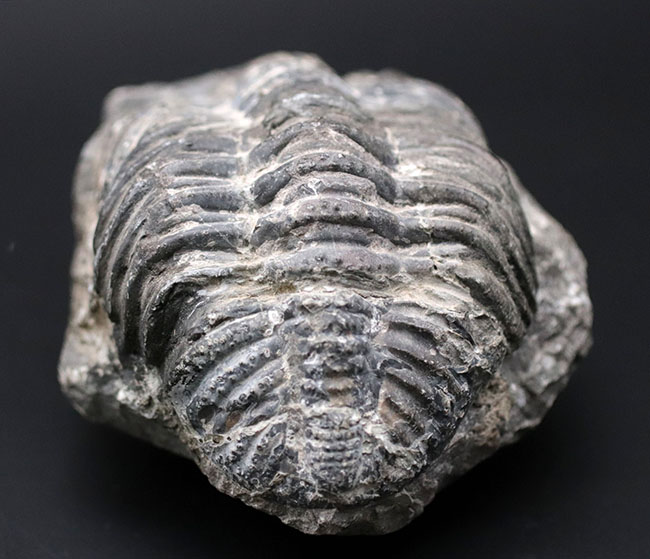 オールドコレクション、背周り計測175ミリの特大三葉虫、ファコプス・アフリカヌス(Phacops africanus)。補修が一部に限られたナチュラルな品。(その4)