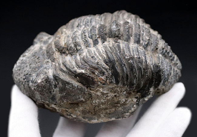オールドコレクション、背周り計測175ミリの特大三葉虫、ファコプス・アフリカヌス(Phacops africanus)。補修が一部に限られたナチュラルな品。(その6)