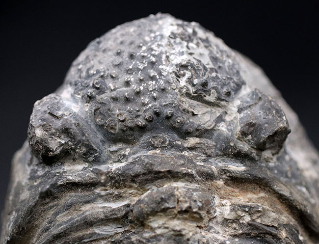 オールドコレクション、背周り計測175ミリの特大三葉虫、ファコプス・アフリカヌス(Phacops africanus)。補修が一部に限られたナチュラルな品。(その7)