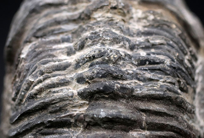 オールドコレクション、背周り計測175ミリの特大三葉虫、ファコプス・アフリカヌス(Phacops africanus)。補修が一部に限られたナチュラルな品。(その8)