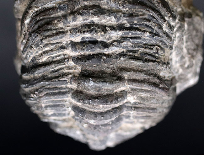 オールドコレクション、背周り計測175ミリの特大三葉虫、ファコプス・アフリカヌス(Phacops africanus)。補修が一部に限られたナチュラルな品。(その9)