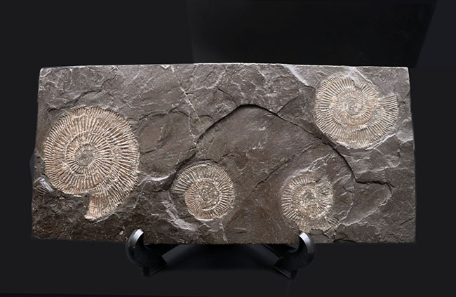 これぞ一級、パーフェクト！黒ジュラ、ドイツ・ホルツマーデン産。ジュラ紀を代表するアンモナイト、ダクチリオセラス（Dactylioceras）のマルチプレート化石（その1）