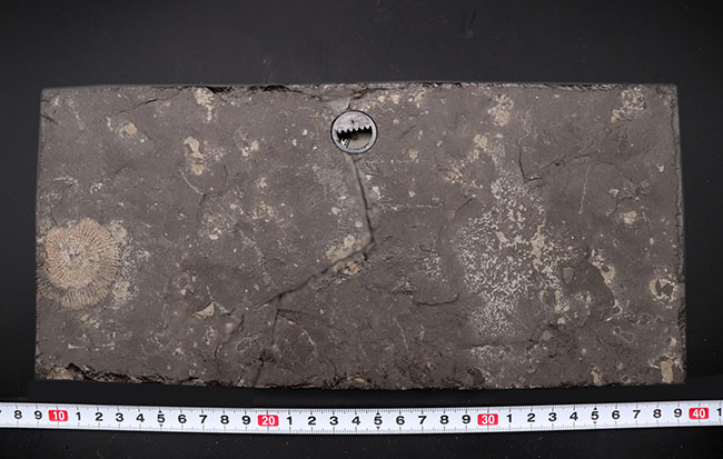 これぞ一級、パーフェクト！黒ジュラ、ドイツ・ホルツマーデン産。ジュラ紀を代表するアンモナイト、ダクチリオセラス（Dactylioceras）のマルチプレート化石（その10）