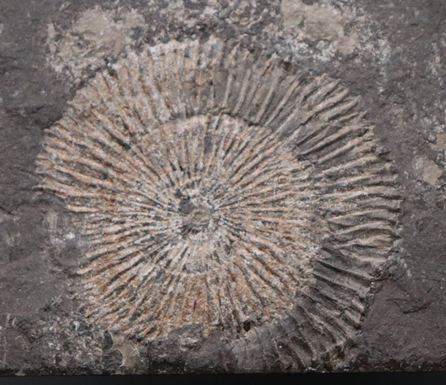 これぞ一級、パーフェクト！黒ジュラ、ドイツ・ホルツマーデン産