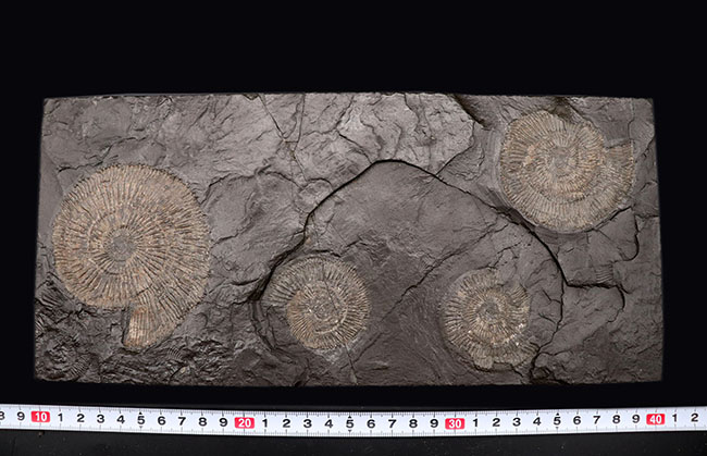 これぞ一級、パーフェクト！黒ジュラ、ドイツ・ホルツマーデン産。ジュラ紀を代表するアンモナイト、ダクチリオセラス（Dactylioceras）のマルチプレート化石（その12）