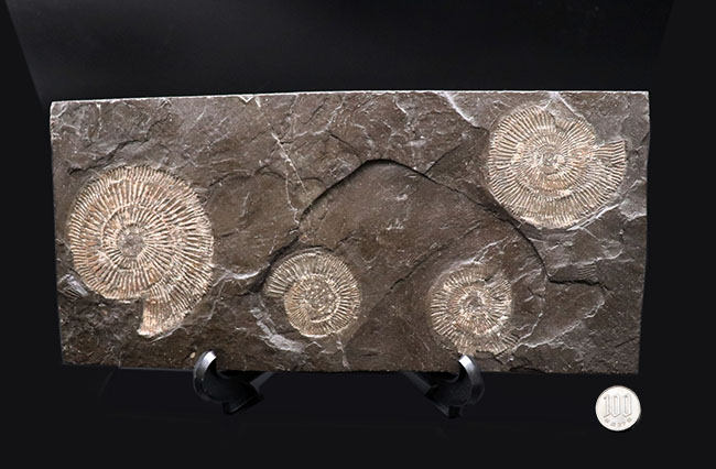 これぞ一級、パーフェクト！黒ジュラ、ドイツ・ホルツマーデン産