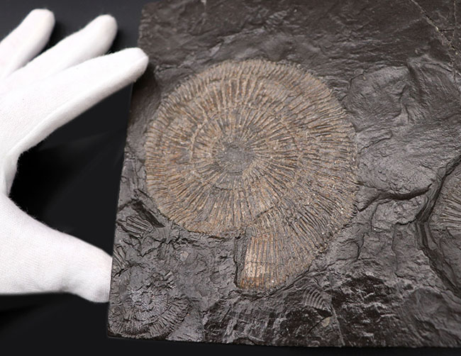 これぞ一級、パーフェクト！黒ジュラ、ドイツ・ホルツマーデン産。ジュラ紀を代表するアンモナイト、ダクチリオセラス（Dactylioceras）のマルチプレート化石（その2）