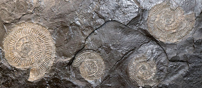 これぞ一級、パーフェクト！黒ジュラ、ドイツ・ホルツマーデン産。ジュラ紀を代表するアンモナイト、ダクチリオセラス（Dactylioceras）のマルチプレート化石（その3）