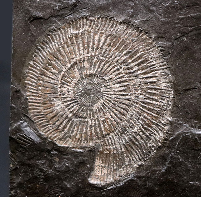 これぞ一級、パーフェクト！黒ジュラ、ドイツ・ホルツマーデン産。ジュラ紀を代表するアンモナイト、ダクチリオセラス（Dactylioceras）のマルチプレート化石（その4）