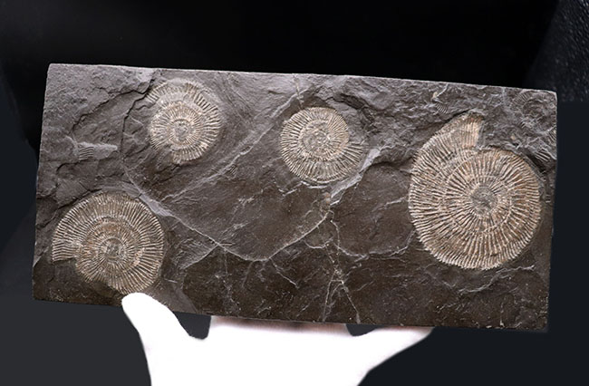 これぞ一級、パーフェクト！黒ジュラ、ドイツ・ホルツマーデン産。ジュラ紀を代表するアンモナイト、ダクチリオセラス（Dactylioceras）のマルチプレート化石（その7）