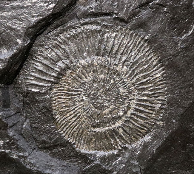 これぞ一級、パーフェクト！黒ジュラ、ドイツ・ホルツマーデン産。ジュラ紀を代表するアンモナイト、ダクチリオセラス（Dactylioceras）のマルチプレート化石（その8）