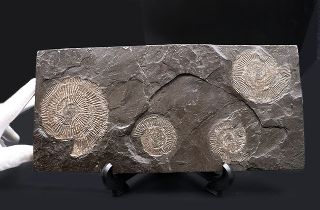 これぞ一級、パーフェクト！黒ジュラ、ドイツ・ホルツマーデン産。ジュラ紀を代表するアンモナイト、ダクチリオセラス（Dactylioceras）のマルチプレート化石（その9）