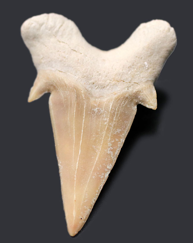 副歯保存!メガロドンの遠い祖先と言われる絶滅古代鮫、オトドゥス(Otodus obliquus)の歯化石(その1)