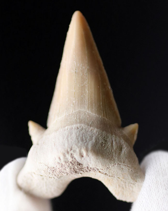 副歯保存!メガロドンの遠い祖先と言われる絶滅古代鮫、オトドゥス(Otodus obliquus)の歯化石(その2)