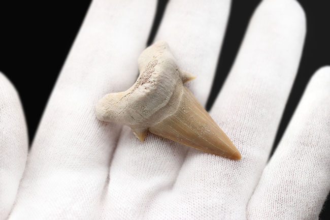 副歯保存!メガロドンの遠い祖先と言われる絶滅古代鮫、オトドゥス(Otodus obliquus)の歯化石(その3)