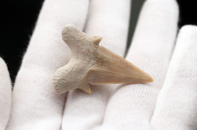 副歯保存！メガロドンの遠い祖先と言われる絶滅古代鮫、オトドゥス（Otodus obliquus）の歯化石（その4）