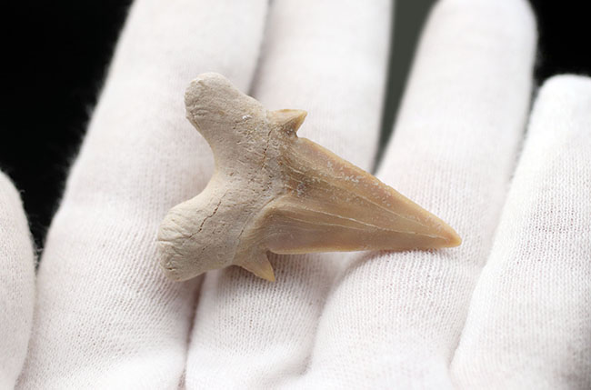 副歯保存!メガロドンの遠い祖先と言われる絶滅古代鮫、オトドゥス(Otodus obliquus)の歯化石(その4)