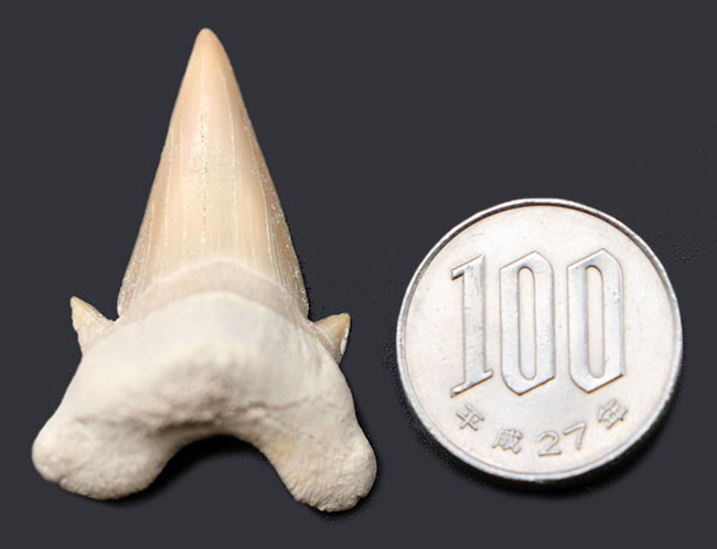 副歯保存！メガロドンの遠い祖先と言われる絶滅古代鮫、オトドゥス（Otodus obliquus）の歯化石（その5）