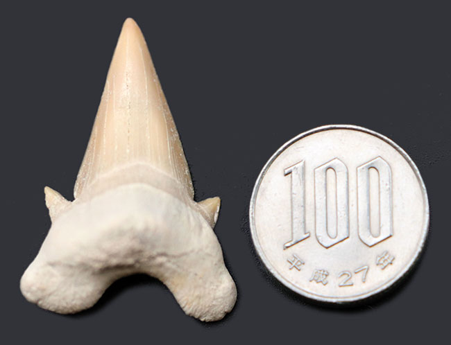 副歯保存!メガロドンの遠い祖先と言われる絶滅古代鮫、オトドゥス(Otodus obliquus)の歯化石(その5)