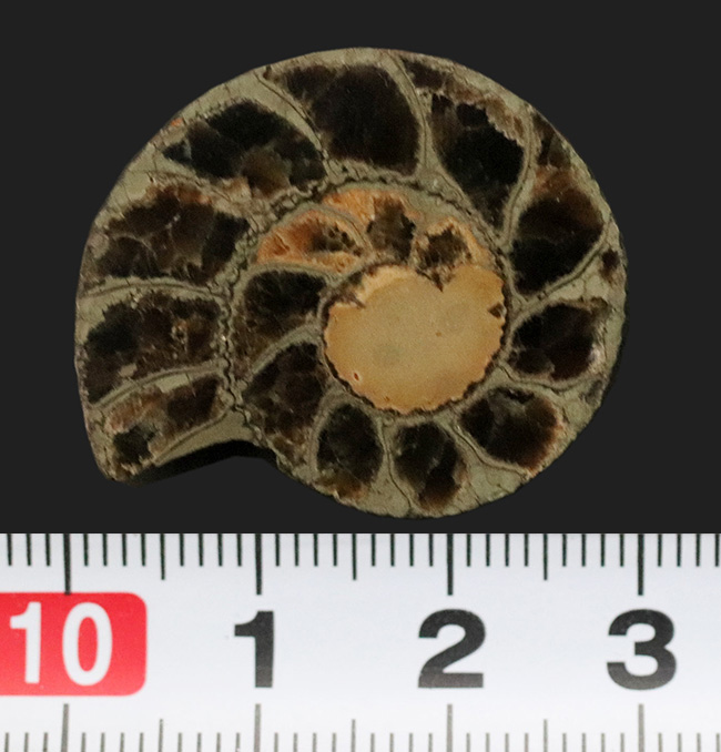 フランス中南部アベイロン産、黄鉄鉱化したアンモナイト（Annmonte）のスライス標本（その6）