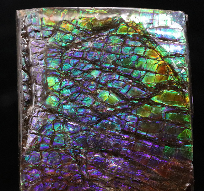 希少色パープルが備わったドラゴンスキン！パープルからレッドまでフルスペクトルカラーを呈する、見事なアンモ”ラ”イト（Ammolite）のピース（その1）