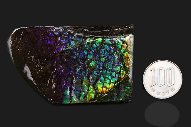 希少色パープルが備わったドラゴンスキン！パープルからレッドまでフルスペクトルカラーを呈する、見事なアンモ”ラ”イト（Ammolite）のピース（その10）