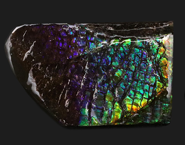 希少色パープルが備わったドラゴンスキン！パープルからレッドまでフルスペクトルカラーを呈する、見事なアンモ”ラ”イト（Ammolite）のピース（その2）