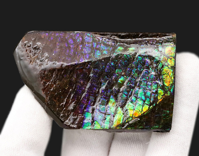 希少色パープルが備わったドラゴンスキン！パープルからレッドまでフルスペクトルカラーを呈する、見事なアンモ”ラ”イト（Ammolite）のピース（その3）