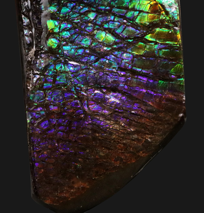希少色パープルが備わったドラゴンスキン！パープルからレッドまでフルスペクトルカラーを呈する、見事なアンモ”ラ”イト（Ammolite）のピース（その4）