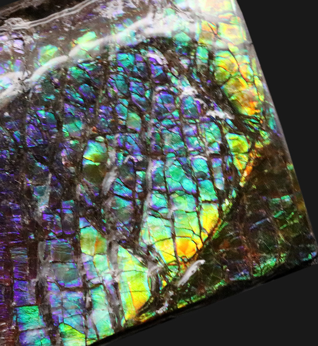 希少色パープルが備わったドラゴンスキン！パープルからレッドまでフルスペクトルカラーを呈する、見事なアンモ”ラ”イト（Ammolite）のピース（その8）