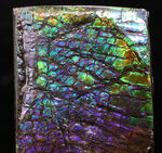 希少色パープルが備わったドラゴンスキン！パープルからレッドまでフルスペクトルカラーを呈する、見事なアンモ”ラ”イト（Ammolite）のピース