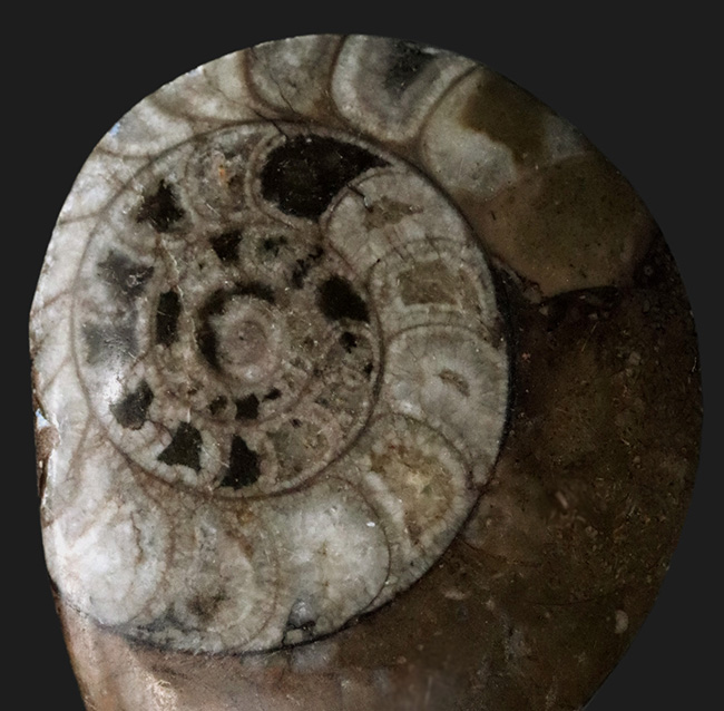様々な頭足類の特徴を併せ持った初期のアンモナイト、ゴニオクリメニア（Gonioclymenia）の磨き標本（その1）