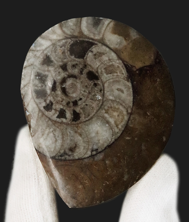 様々な頭足類の特徴を併せ持った初期のアンモナイト、ゴニオクリメニア