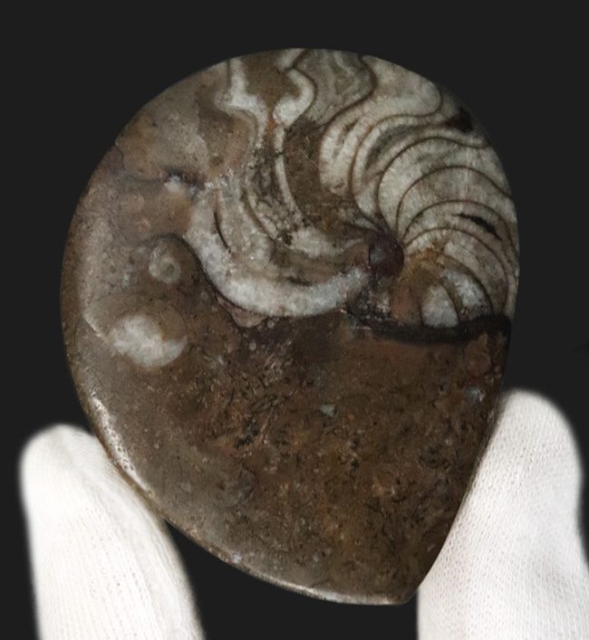 様々な頭足類の特徴を併せ持った初期のアンモナイト、ゴニオクリメニア（Gonioclymenia）の磨き標本（その3）