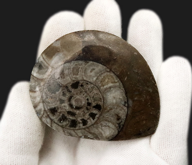 様々な頭足類の特徴を併せ持った初期のアンモナイト、ゴニオクリメニア（Gonioclymenia）の磨き標本（その5）