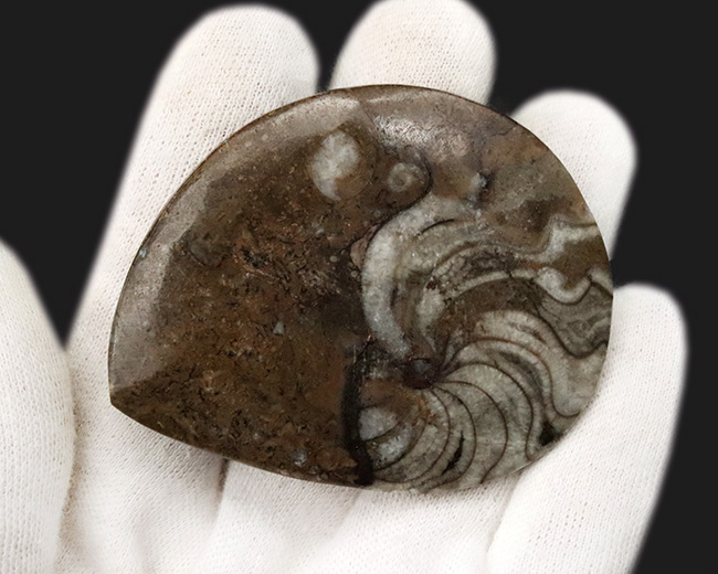 様々な頭足類の特徴を併せ持った初期のアンモナイト、ゴニオクリメニア（Gonioclymenia）の磨き標本（その6）