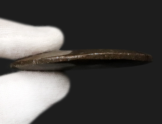 様々な頭足類の特徴を併せ持った初期のアンモナイト、ゴニオクリメニア（Gonioclymenia）の磨き標本（その7）