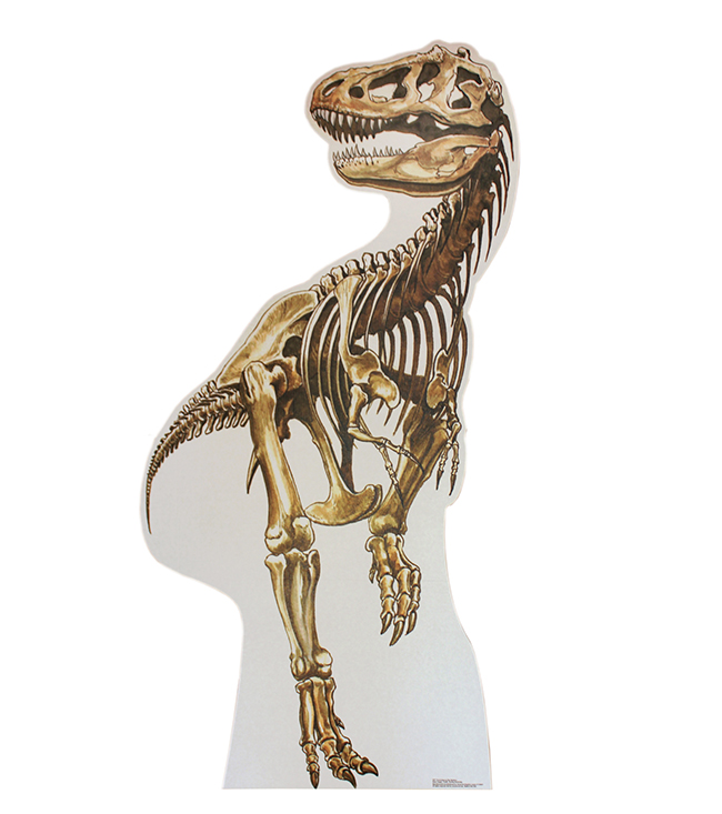 高さ１９２センチ！軽量、自立式、組立３分！ティラノサウルス骨格のスタンドアップクラフト（その1）