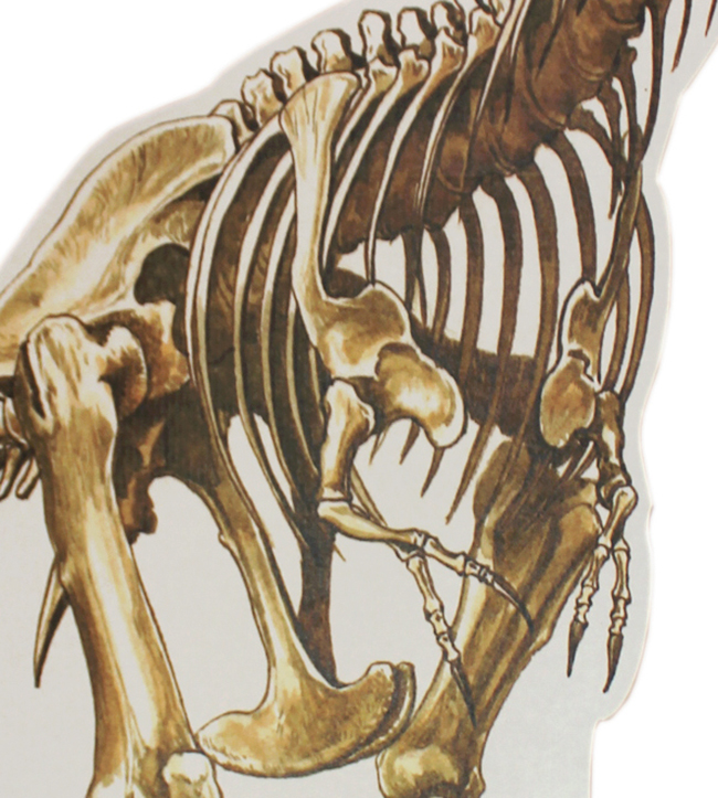高さ１９２センチ！軽量、自立式、組立３分！ティラノサウルス骨格のスタンドアップクラフト（その3）