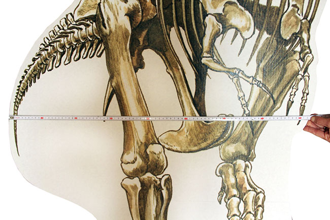 高さ１９２センチ！軽量、自立式、組立３分！ティラノサウルス骨格のスタンドアップクラフト（その6）