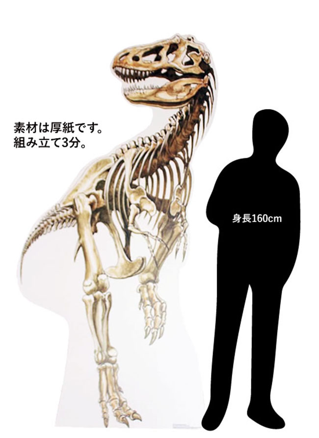 高さ１９２センチ！軽量、自立式、組立３分！ティラノサウルス骨格のスタンドアップクラフト（その8）