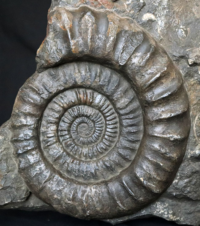 バリ 砂岩彫刻 アンモナイト！【超美品】【希少品】 楽天市場】【一点物】アンモナイト化石 ヒューマンスカル（人間頭蓋骨