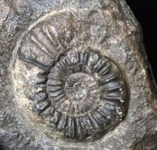 色、雰囲気、これぞ「ザ・化石」。母岩含め40センチを超える、極めて