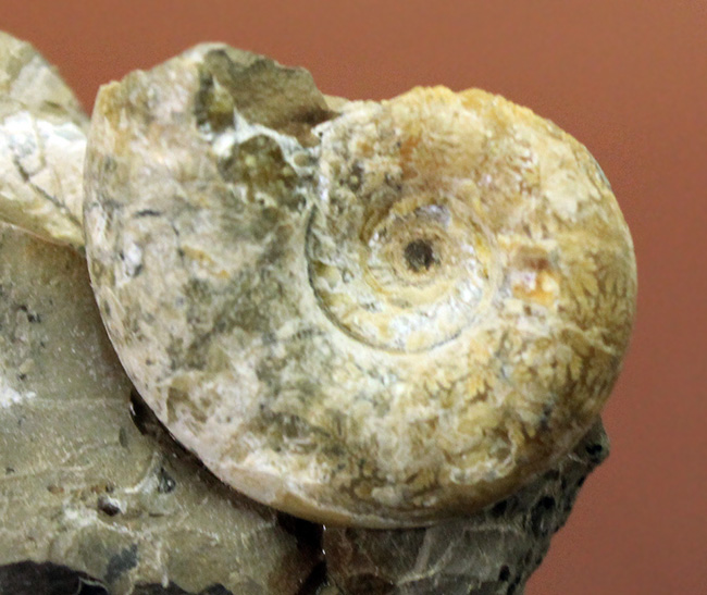 北海道産のアンモナイトの代表格の一つ、ゴードリセラス（Gaudryceras）の群集標本（５体） アンモナイト 販売