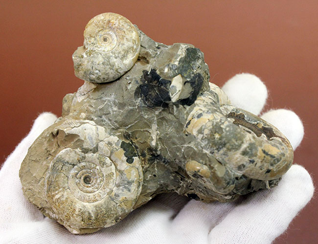 北海道産のアンモナイトの代表格の一つ、ゴードリセラス（Gaudryceras