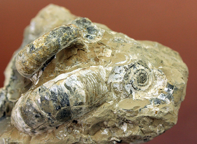 アンモナイト化石 北海道産 反面磨き鉱物標本 国産鉱物 アンモナイト