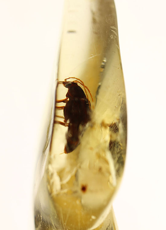 抜群の透明度!甲虫がきれいに見える。マダガスカル産虫入りコーパル。(その1)