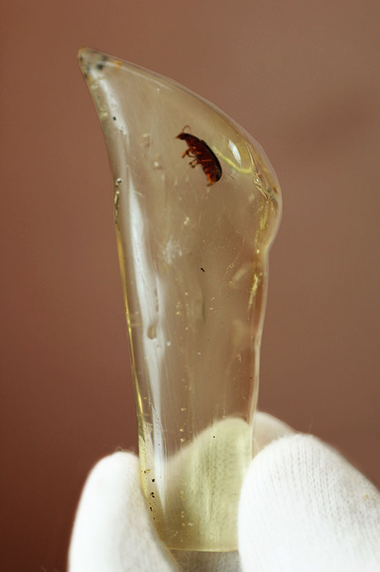 抜群の透明度!甲虫がきれいに見える。マダガスカル産虫入りコーパル。(その2)