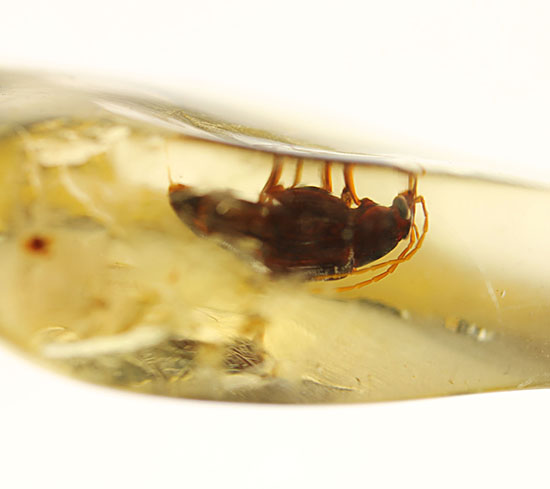 抜群の透明度!甲虫がきれいに見える。マダガスカル産虫入りコーパル。(その3)