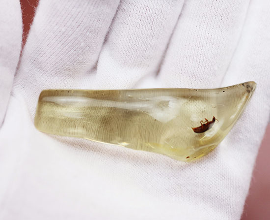 抜群の透明度!甲虫がきれいに見える。マダガスカル産虫入りコーパル。(その4)